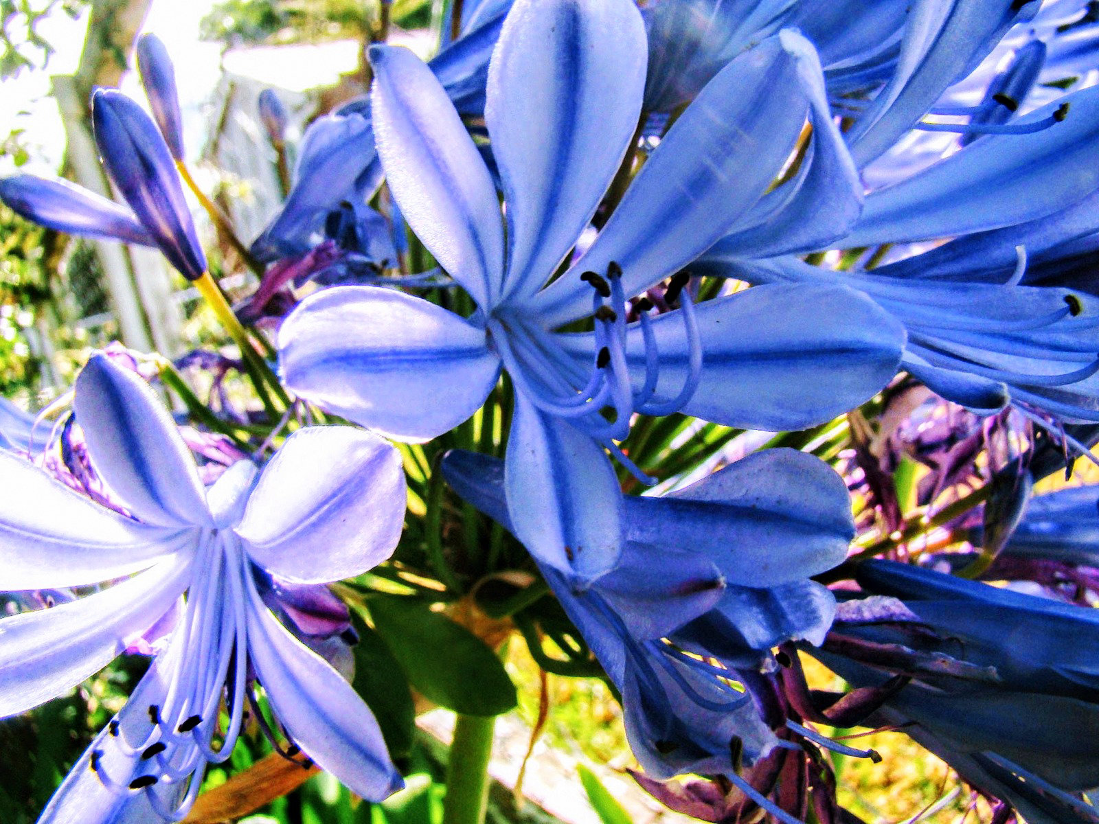 Agapanthus In Bloom.