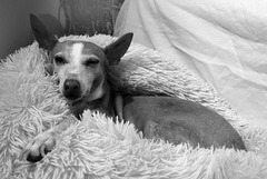 Menina Estrelinha L1030634