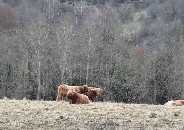 Schottische Hochlandrinder auf einer thüringischen Weide