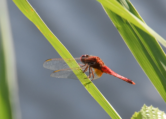 Feuerlibelle