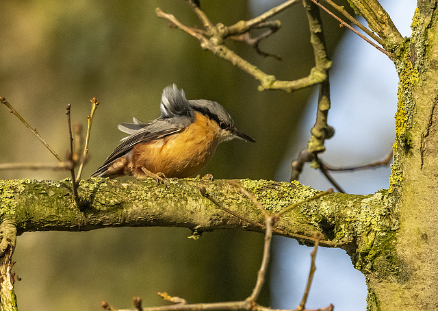 Nuthatch