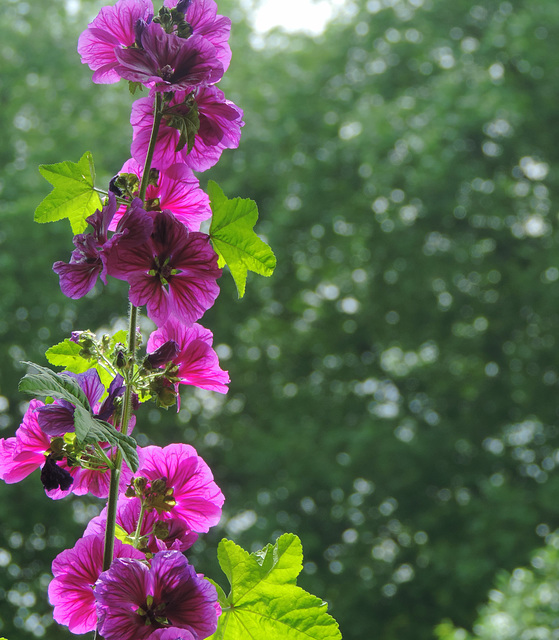 Malva bunch