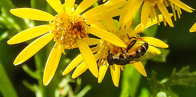 20230716 2071CPw [D~LIP] Jakobs-Greiskraut, Kleine Mistbiene (Syritta pipiens), Bad Salzuflen