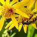 20230716 2071CPw [D~LIP] Jakobs-Greiskraut, Kleine Mistbiene (Syritta pipiens), Bad Salzuflen