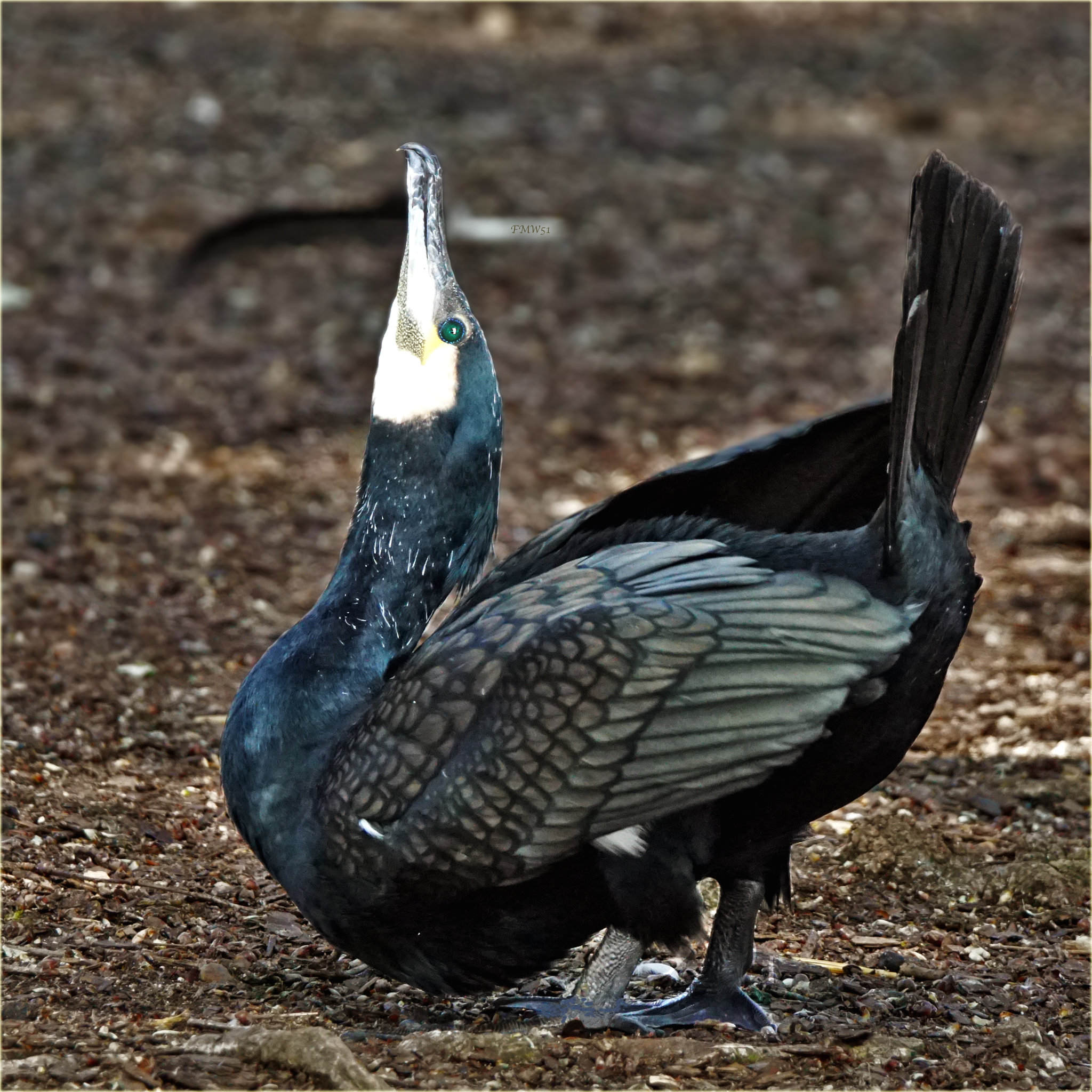 Balzender Kormoran