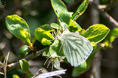 Green-veined White - DSB 0119