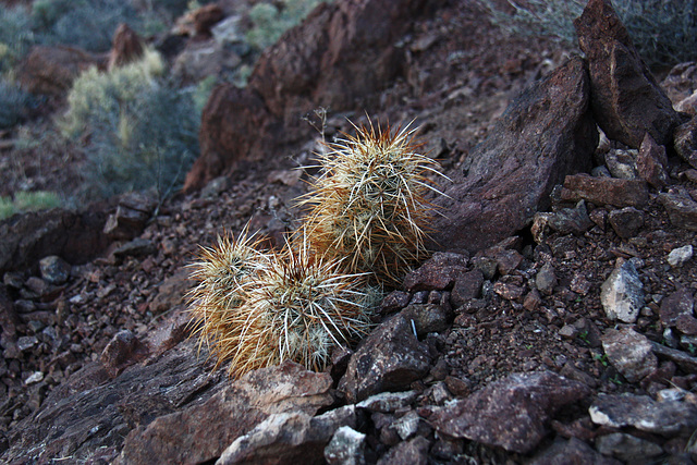 Hedgehog Cactus