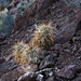 Hedgehog Cactus