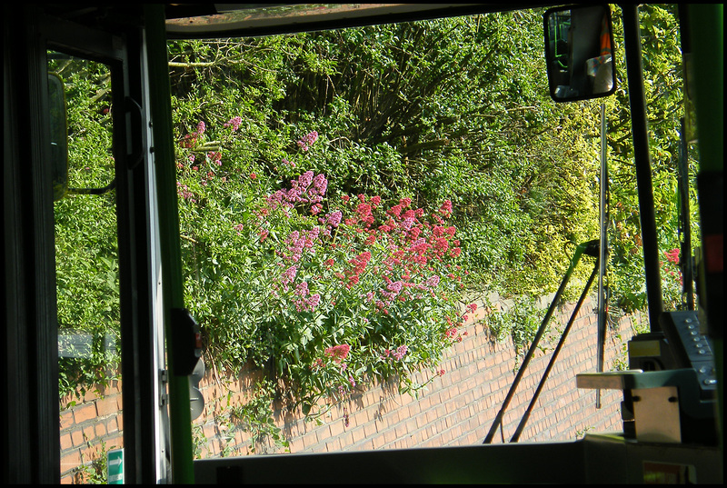 valerian from a bus window