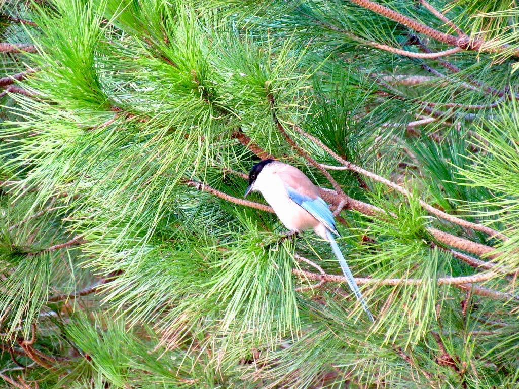 Azure-winged Magpie, Alvor (2014)