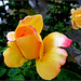 Sárga rózsa  Yellow Rose