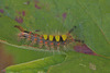 Caterpillar IMG_1481
