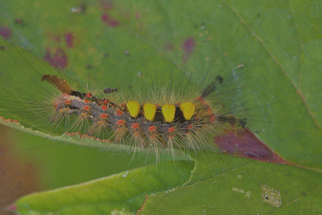 Caterpillar IMG_1481