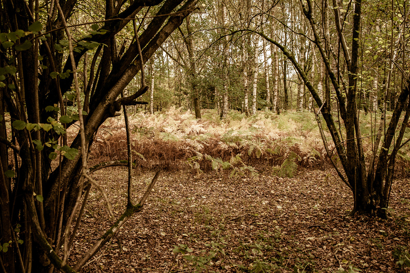 Savernake Forest