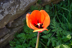 Tulip