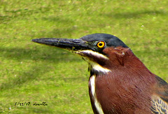 Green Heron