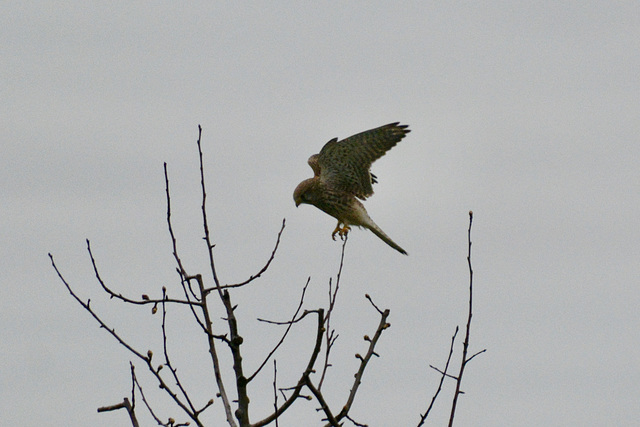 Kestrel