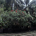 Natur und Eisenbahntechnik am Bahnhof Beruwala Sri Lanka