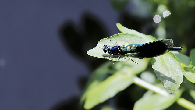 Le retour des  Calopteryx