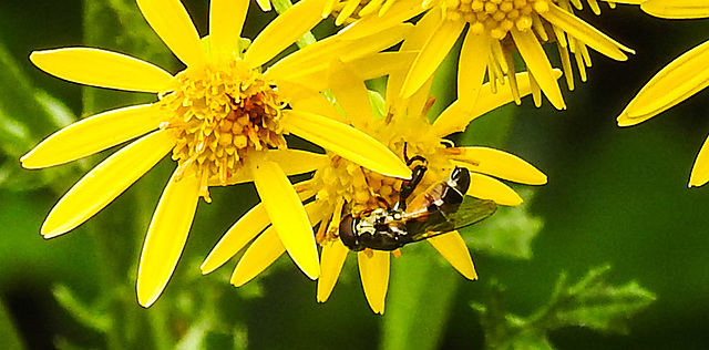20230716 2072CPw[D~LIP] Jakobs-Greiskraut, Kleine Mistbiene (Syritta pipiens), Bad Salzuflen