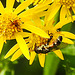 20230716 2072CPw[D~LIP] Jakobs-Greiskraut, Kleine Mistbiene (Syritta pipiens), Bad Salzuflen