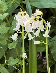 Pfirsich-Glockenblume