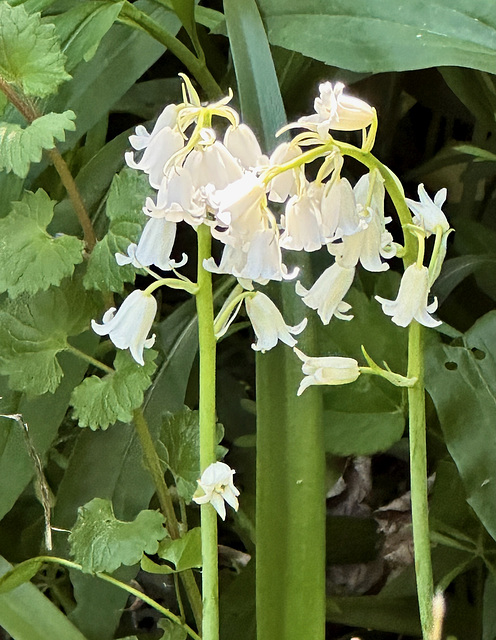 Pfirsich-Glockenblume Pfirsich-Glockenblume