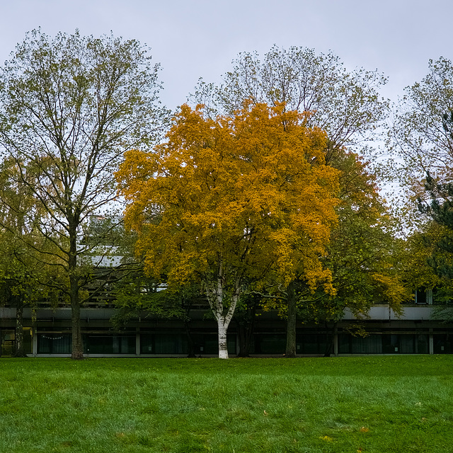 Köln Sülz - Uniwiese