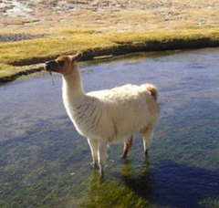 Lama