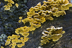 Fungus on tree trunk