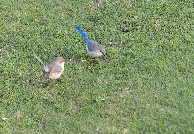 Blue Wren Pair