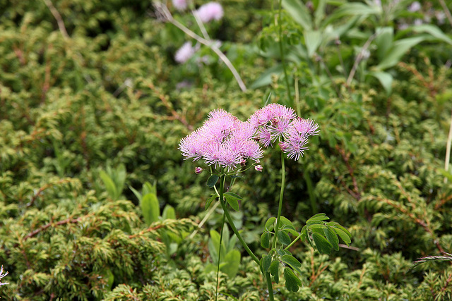 akeleiblättrige Wiesenraute