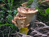 20150909 191418Hw [D~LIP] Riesenporling (Meripilus giganteus), Landschaftsgarten, Bad Sazluflen