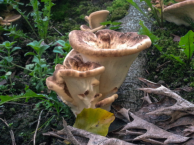 20150909 191418Hw [D~LIP] Riesenporling (Meripilus giganteus), Landschaftsgarten, Bad Sazluflen