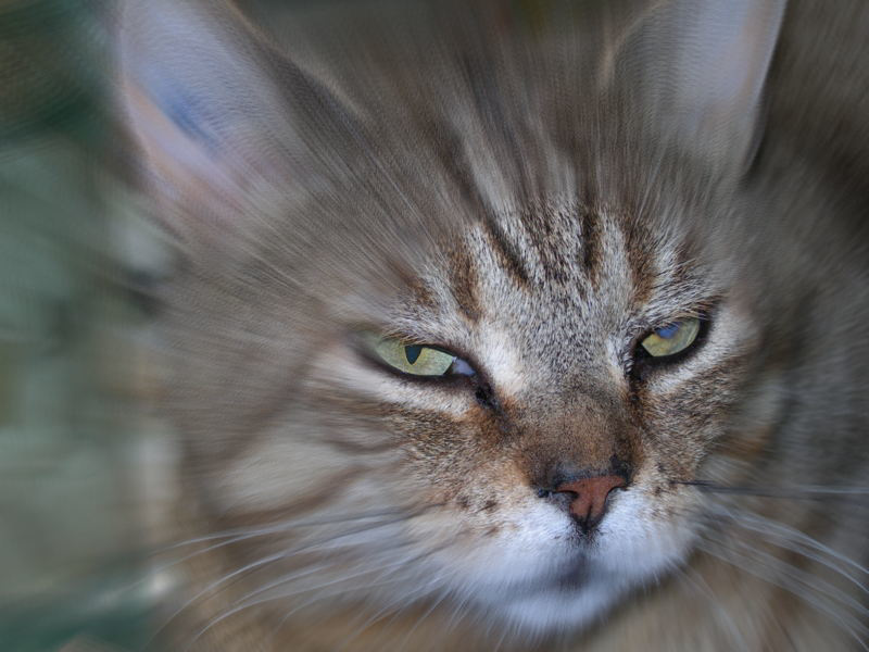 Fin limier en chasse.