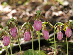 Cypripedium acaule (Pink Lady's-slipper orchid)