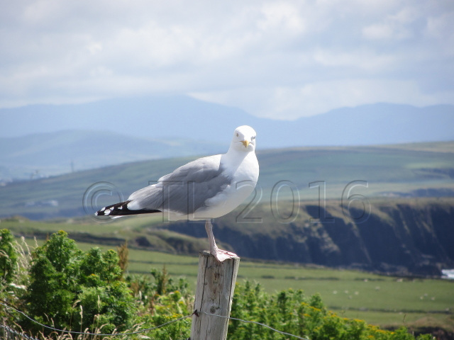 Slea Head, Dingle Penninsula, Co. Kerry