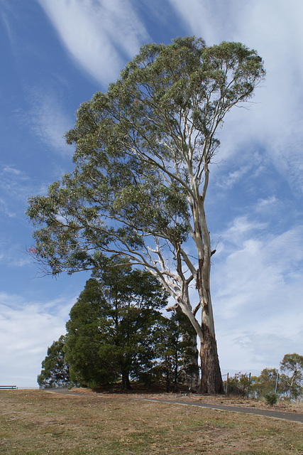 Eucalyptus At Brady's Lookout