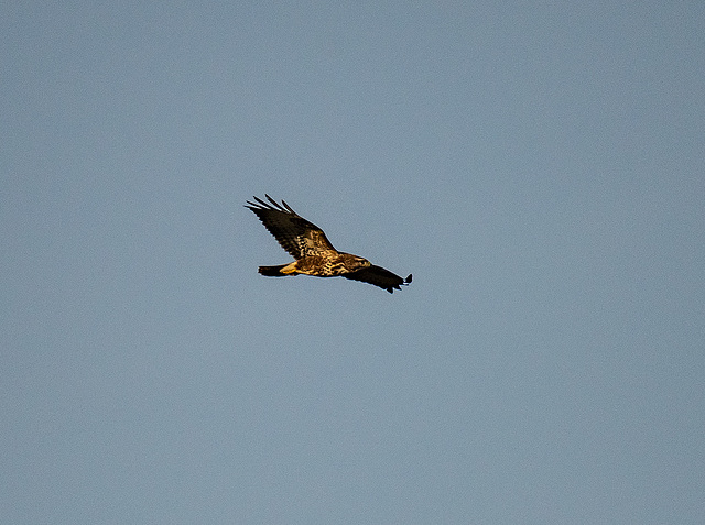 Buzzard