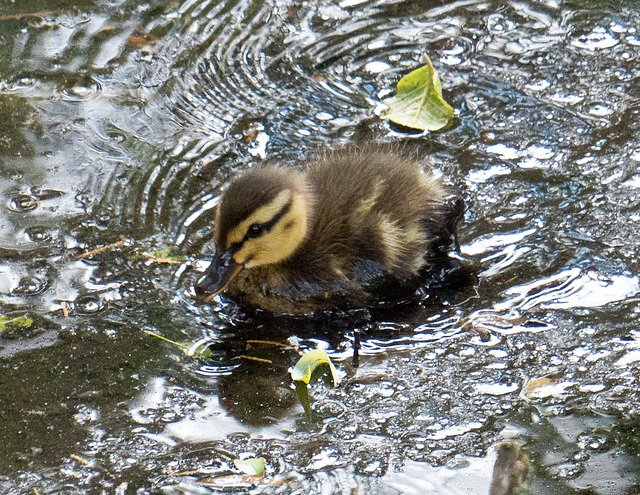 Duckling (1)