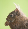 Red Squirrel raiding the bird feeder