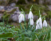 Feb 11: snowdrops