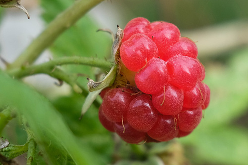 la framboise du 1⁰ novembre