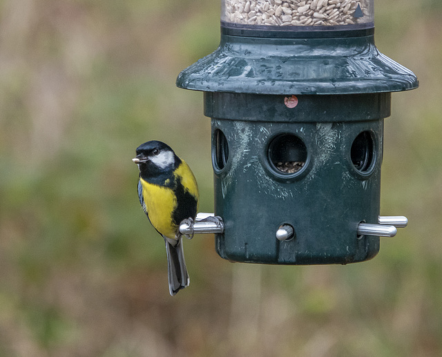 Great tit