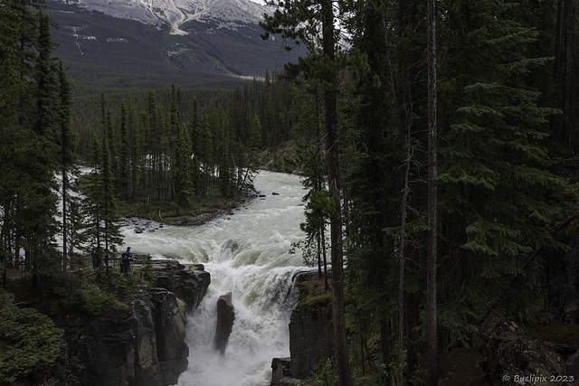 Sunwapta Falls ... P.i.P. (© Buelipix)