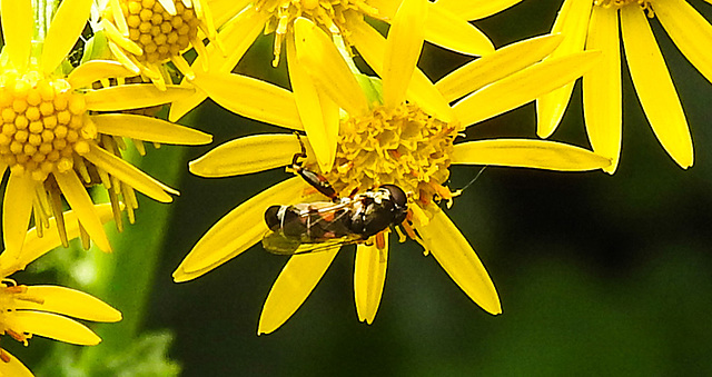 20230716 2074CPw [D~LIP] Jakobs-Greiskraut, Kleine Mistbiene (Syritta pipiens), Bad Salzuflen