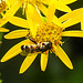 20230716 2074CPw [D~LIP] Jakobs-Greiskraut, Kleine Mistbiene (Syritta pipiens), Bad Salzuflen