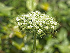 Toothpick Weed (Ammi visnaga)