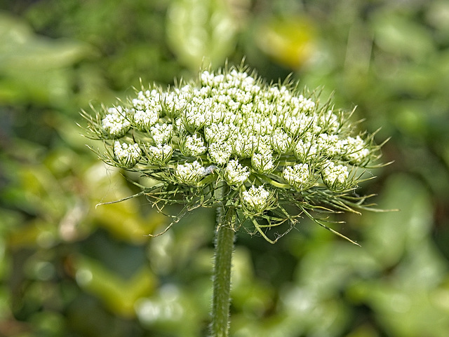 Toothpick Weed (Ammi visnaga)