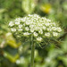 Toothpick Weed (Ammi visnaga)